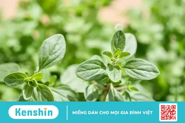 Trẻ bị sởi tắm lá gì? 7 loại lá trị sởi hiệu quả và an toàn cho trẻ nhỏ