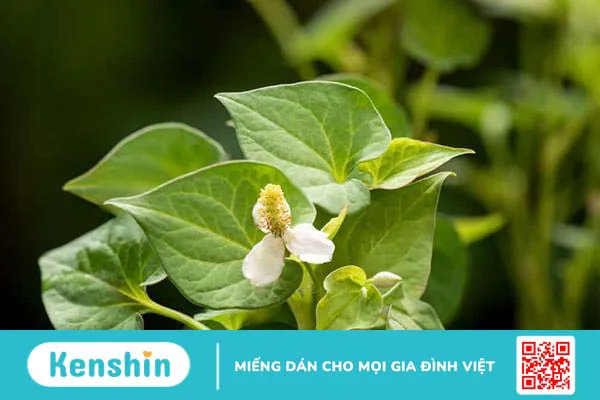 Trẻ bị tay chân miệng tắm lá gì? 4 loại nước lá tắm hiệu quả, an toàn nhất