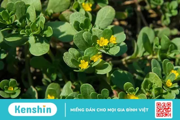 Trẻ bị tay chân miệng tắm lá gì? 6 loại lá tắm giúp bệnh mau khỏi