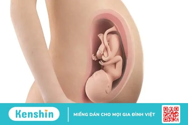 Tử cung nằm ở đâu? Những thay đổi diệu kỳ của tử cung khi mang thai