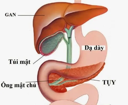 Túi mật và những bệnh lý bạn cần biết