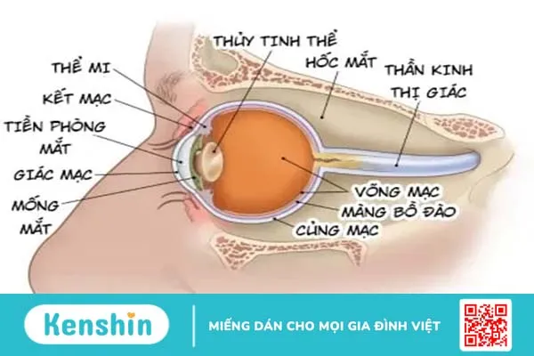 Ung thư mắt: Mối nguy hiểm cận kề bạn nên biết