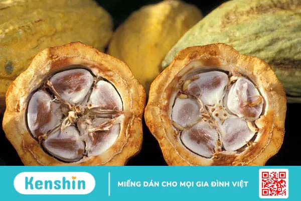 Uống cacao có tốt không? Các tác dụng của ca cao bạn nên biết