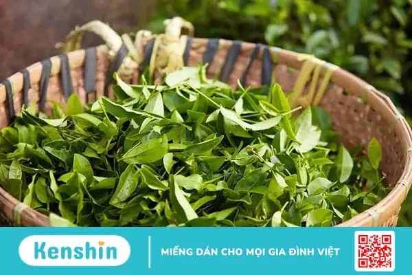 Uống nước lá gì để giảm mỡ máu? 7 loại lá hiệu quả hay, dễ kiếm