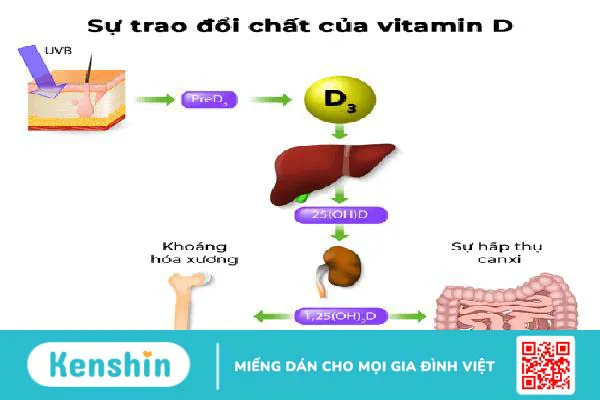 Vai trò của vitamin D trong ngăn ngừa loãng xương ở phụ nữ mãn kinh