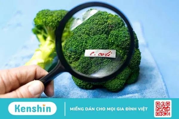 Vi khuẩn E. coli gây bệnh thế nào? Các triệu chứng và cách phòng ngừa