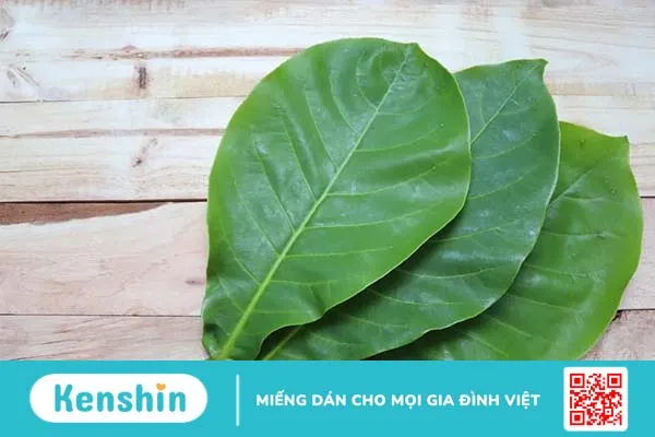 Viêm da dị ứng tắm lá gì? 5 loại lá dễ tìm và hiệu quả