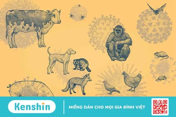 Virus là gì? Tìm hiểu cách diệt virus và phòng ngừa bệnh