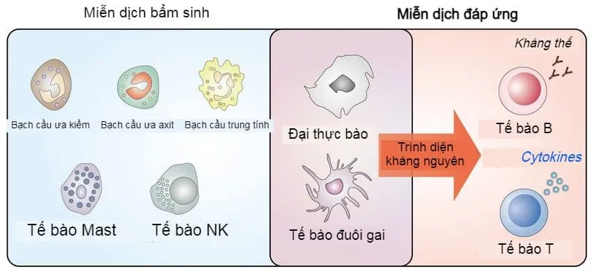 Virus là gì? Tìm hiểu cách diệt virus và phòng ngừa bệnh