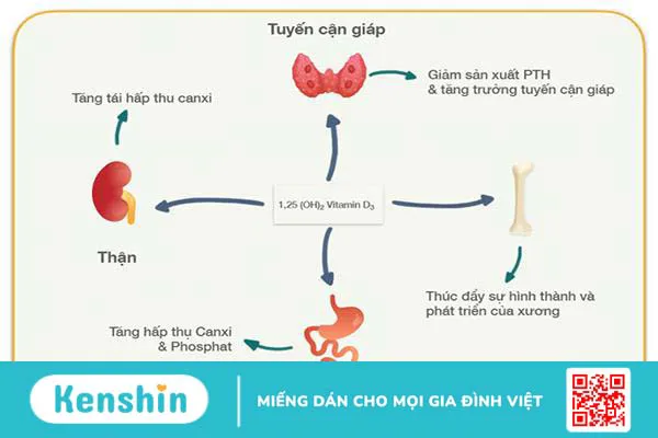 Vitamin D và lợi ích giúp ngừa loãng xương ở người lớn tuổi