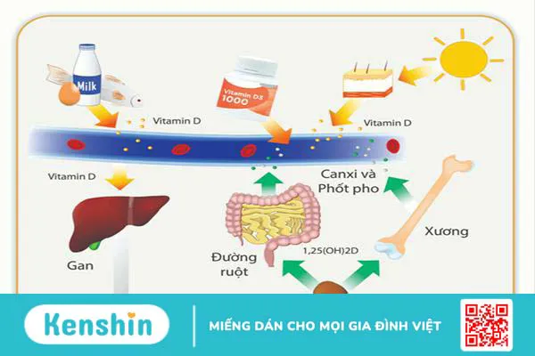 Vitamin D và lợi ích giúp ngừa loãng xương ở người lớn tuổi