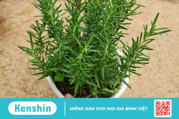 Xạ hương là gì ? có tác dụng gì cho sức khỏe