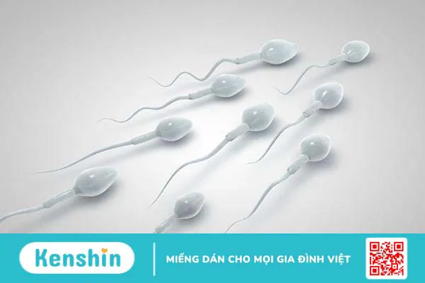 Xét nghiệm tinh dịch đồ là gì, bao nhiêu tiền, ở đâu tốt?