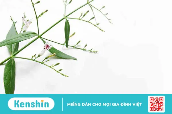 Xuyên tâm liên là gì ? Cùng tìm hiểu về xuyên tâm liên