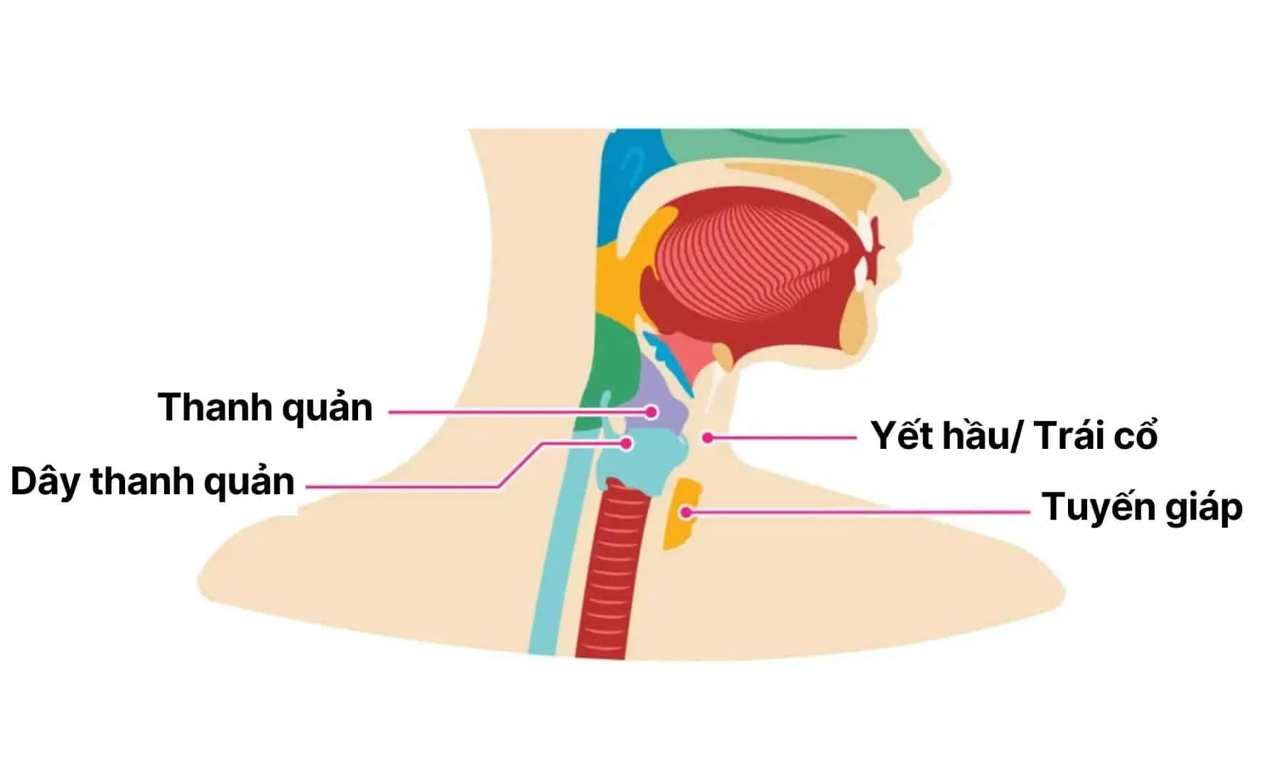 Yết hầu là gì? Kích thước yết hầu có ảnh hưởng đến sức khỏe đàn ông?