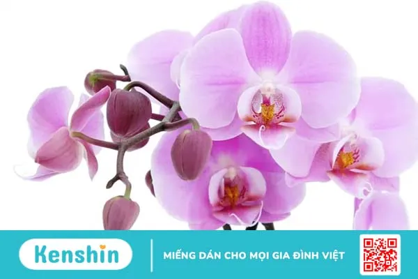 10 hương thơm tự nhiên giúp bạn quyến rũ hơn