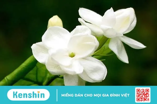 10 hương thơm tự nhiên giúp bạn quyến rũ hơn