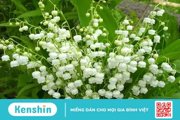 10 hương thơm tự nhiên giúp bạn quyến rũ hơn