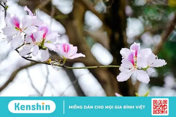 9 loại hoa ăn được giúp bạn nấu nhiều món ngon