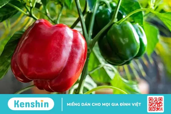 Ăn ớt chuông có tác dụng gì? 7 lợi ích sức khỏe không thể bỏ qua