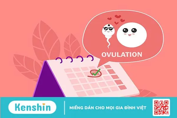 Bật mí 4 cách tính ngày rụng trứng cực chuẩn từ chuyên gia sản khoa