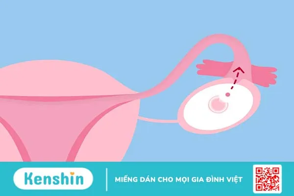 Bật mí 4 cách tính ngày rụng trứng cực chuẩn từ chuyên gia sản khoa