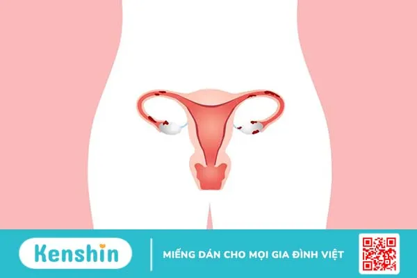 Bật mí 4 cách tính ngày rụng trứng cực chuẩn từ chuyên gia sản khoa