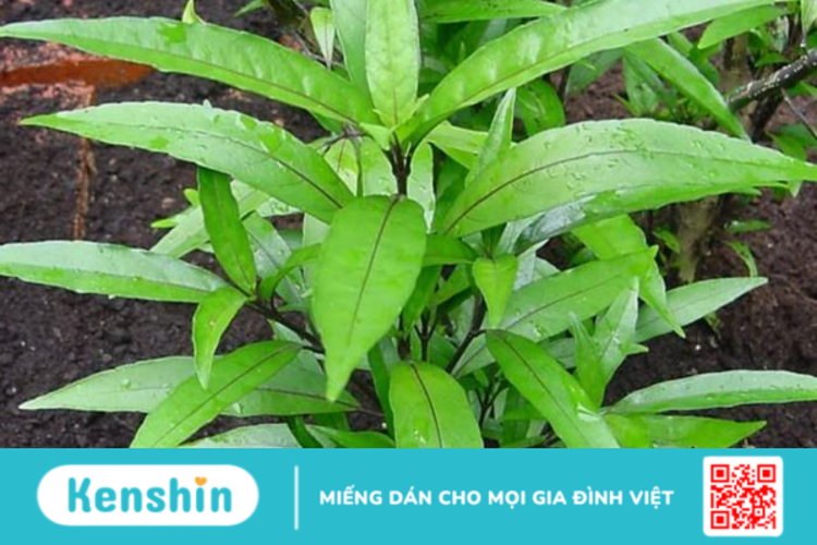 Cây mần tưới dùng để làm gì ?