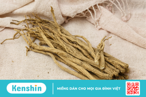 Codonopsis - Vị thuốc quý giúp bổ khí