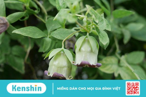 Codonopsis - Vị thuốc quý giúp bổ khí