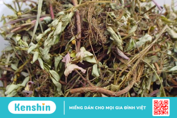 Diệp hạ châu là gì? Tác dụng, cách sử dụng lưu ý khi dùng