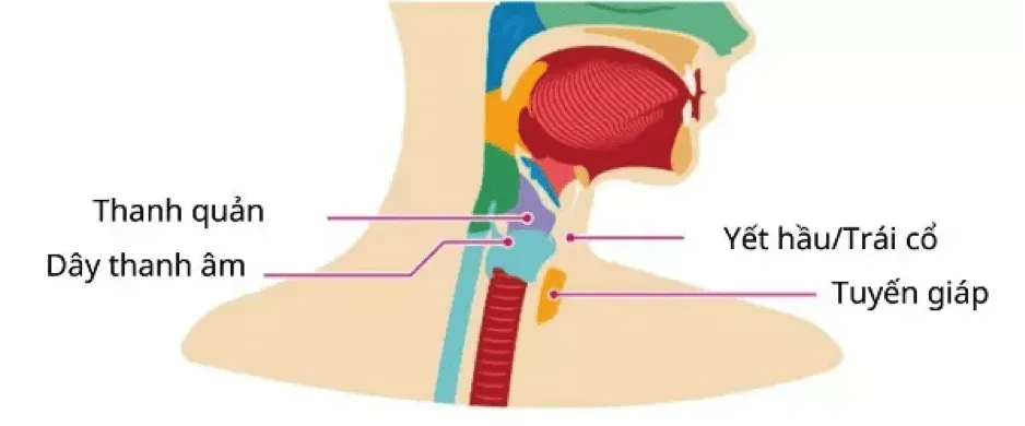 Hỏi đáp bác sĩ: Tại sao không được đụng (chạm) vào yết hầu của con trai?