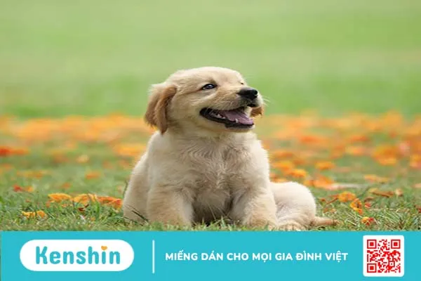 Lý do vì sao bạn nên nuôi một chú cún cưng