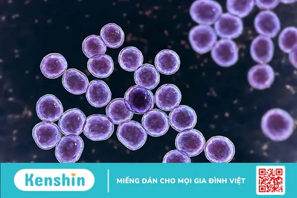 Nhiễm tụ cầu vàng kháng Methicillin (MRSA)