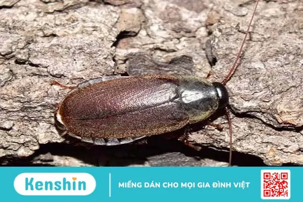 Sữa gián bổ dưỡng nhưng bạn vẫn nên cẩn trọng