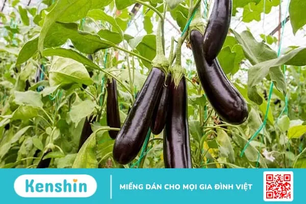 Tác dụng của cà tím trong ngăn ngừa và trị bệnh mãn tính