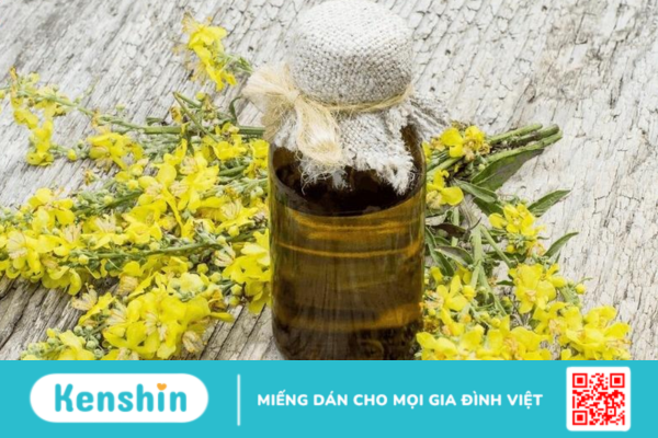 Thảo bản bông vàng - Dược liệu quý giúp kiểm soát bệnh hô hấp